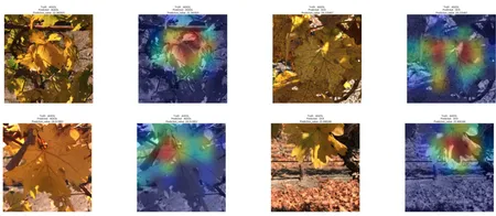 Vineyard Disease Classification - Project Preview